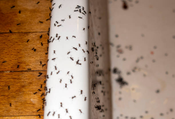 Trusted Southern Pines, NC Pest Control Experts